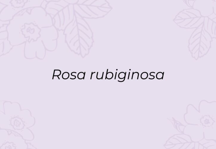 Rosa mosqueta: un ingrediente para cuidar naturalmente la piel de tu mascota