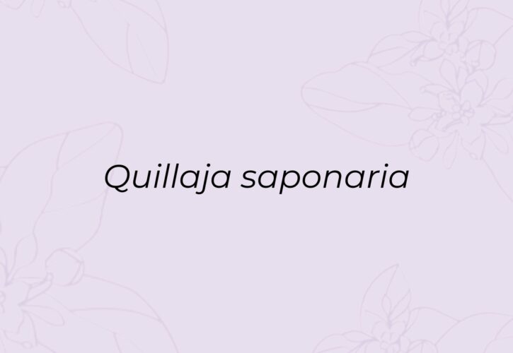 Quillay: el árbol chileno que cuida la piel y el pelaje de tu mascota