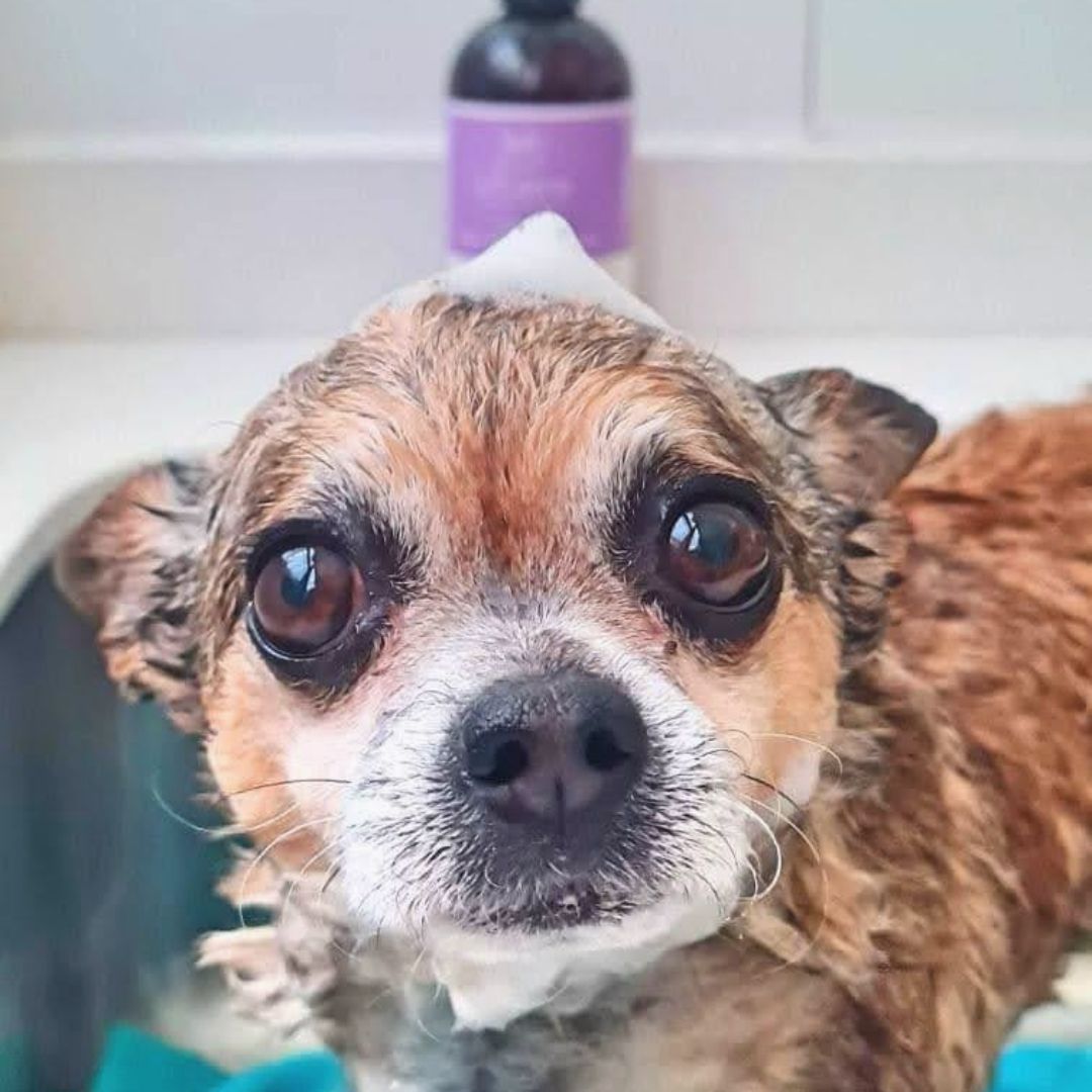 Shampoo para perros Limonna