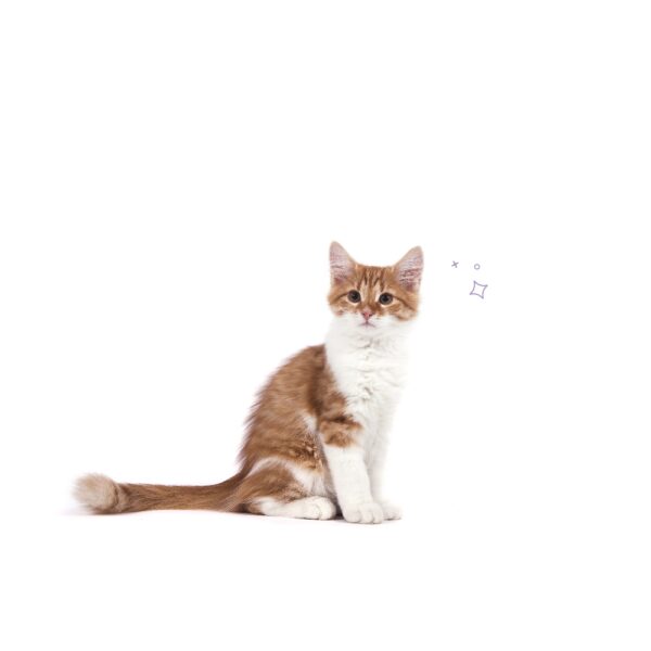 Sesión de acompañamiento energético para mascotas