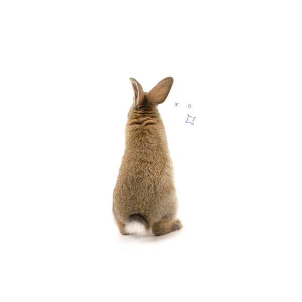 Sesión de acompañamiento integral para mascotas